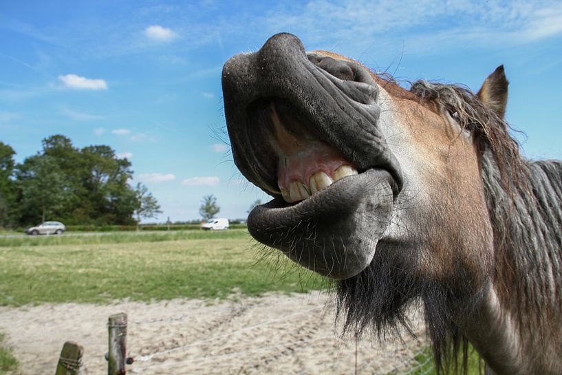 Laughing horse by Abra van Vossen
