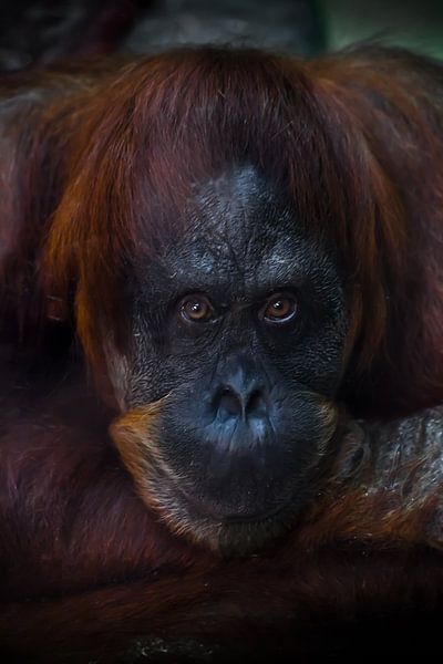 Het trieste gezicht van een orang-oetan is close-up, de flegmatische blik van een humanoïde, de ogen van Michael Semenov