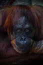 Het trieste gezicht van een orang-oetan is close-up, de flegmatische blik van een humanoïde, de ogen van Michael Semenov thumbnail