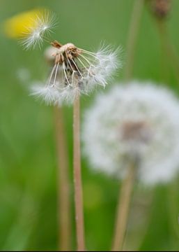 Paardenbloemen van Peter Bartelings