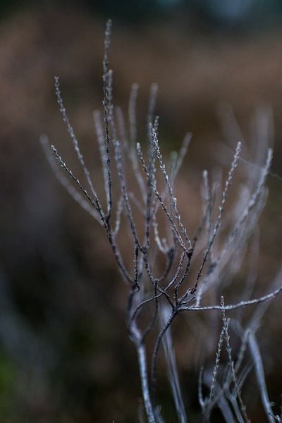 Detail winter landscape by Linda Bouritius