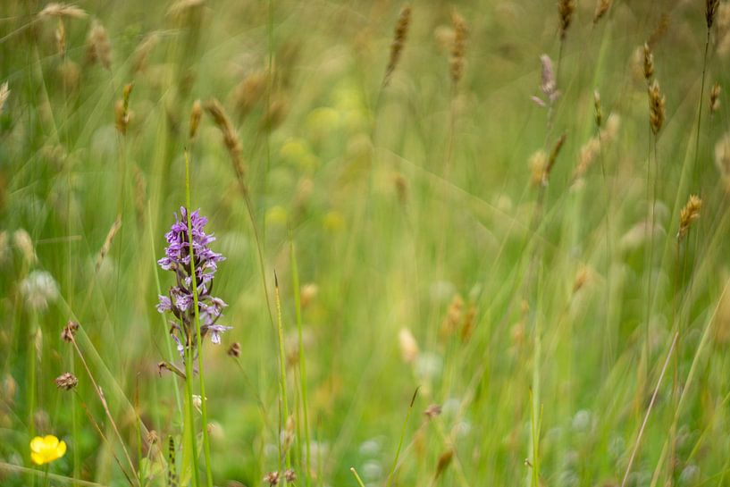 Rietorchis by Wolbert Erich