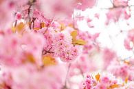 Blossom Cherry Blossom van Leo Schindzielorz thumbnail