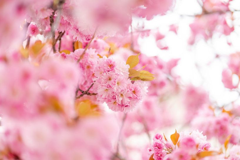 Blossom cherry blossom by Leo Schindzielorz