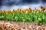 Yellow Tulips on a Rainy afthernoon von Alex Hiemstra Miniaturansicht