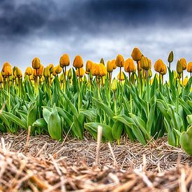 Yellow Tulips on a Rainy afthernoon van Alex Hiemstra