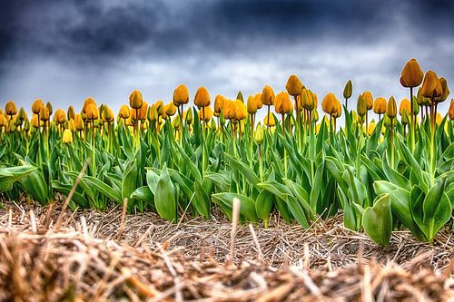 Yellow Tulips on a Rainy afthernoon