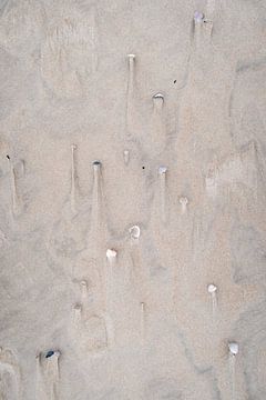 Schelpen in het zand op Texel. van Renske Kleverwal