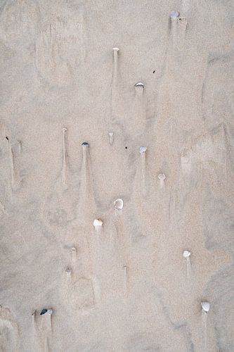 Shells in the sand on Texel.