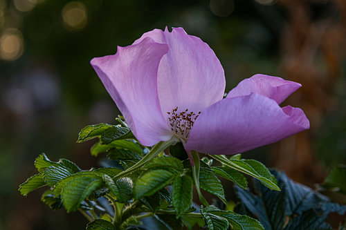 Blume
