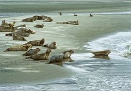 Dichtungen auf Sandbank von Marcel van Balken
