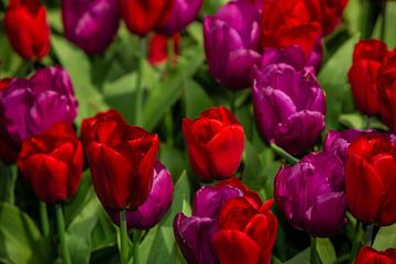 Paarse en Rode Tulpen