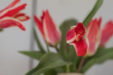 Rot-weiße 3d-Tulpen von Jolanda de Jong-Jansen