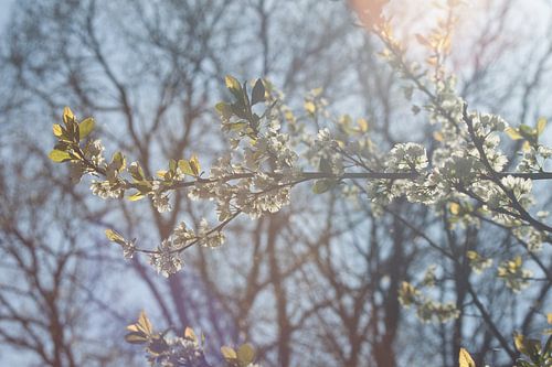 Bloesem takken in de lente