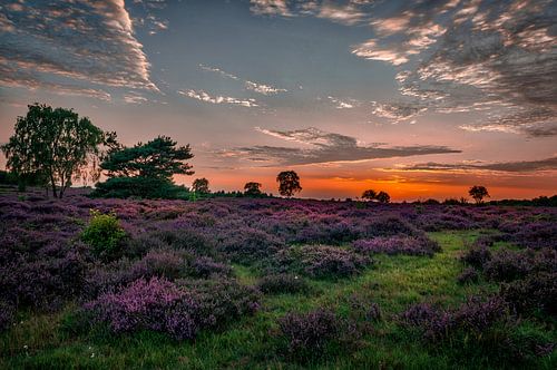 Heidevelden van Hilversum