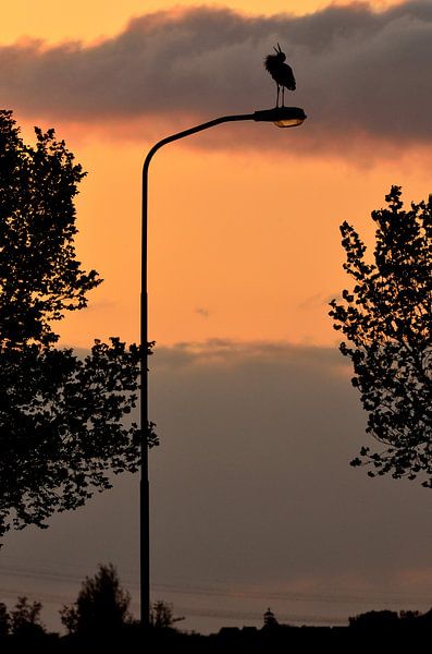 Ooievaar bij ondergaande zon by Ruud Scherpenisse