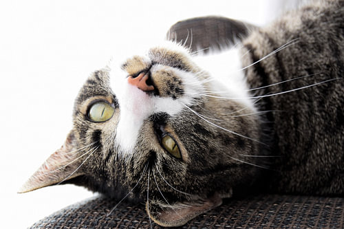 It's a cat's life