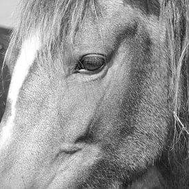 Zwart wit close up van paardenhoofd en oog van Aart Hoeven / Dutch Image Hunter
