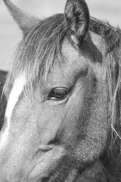 Zwart wit close up van paardenhoofd en oog van Aart Hoeven / Dutch Image Hunter