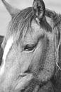 Zwart wit close up van paardenhoofd en oog van Aart Hoeven / Dutch Image Hunter thumbnail