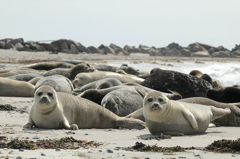 Seal by wim verrijp
