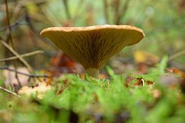 Le point de vue de la grenouille