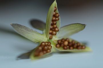 Viooltjes in wording van Bärbel Severens