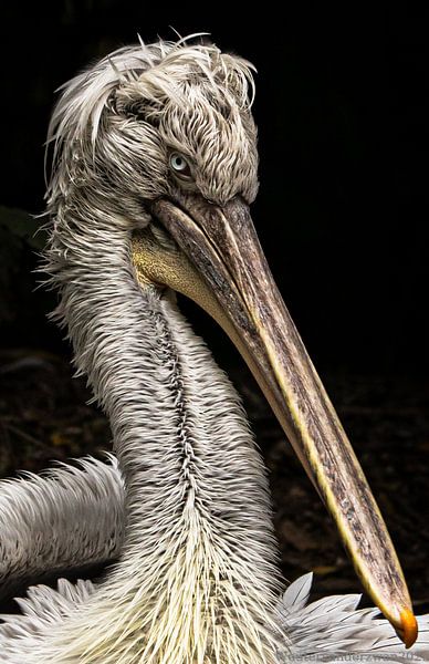 Crucian Pelican. by Wouter Van der Zwan