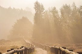 Escaliers dans la brume