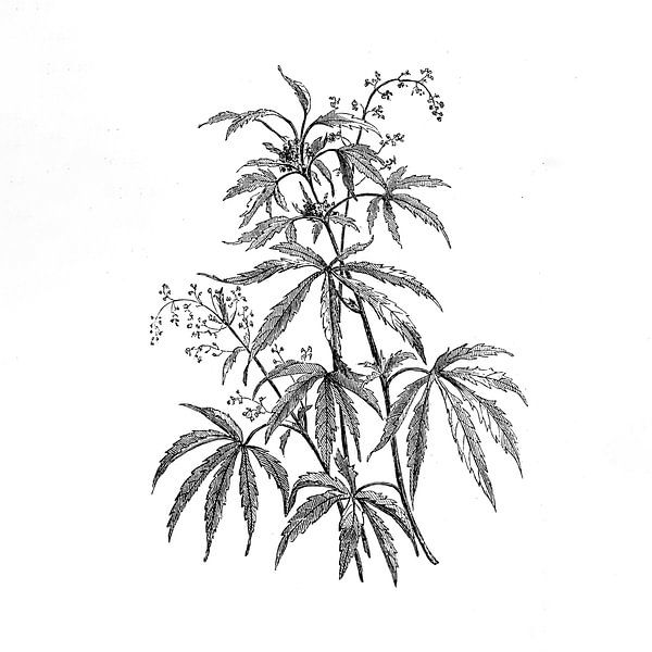 Hanfpflanze antiker Stich von 1871 von Peter Hermus