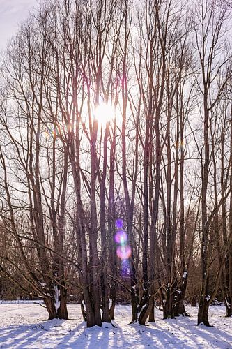 Winter & Snow Oud Verlaat - Landscape no. 2