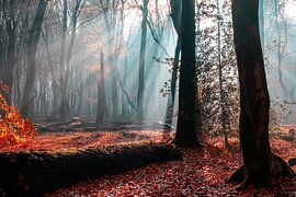 Speulderbos 2023 - 2