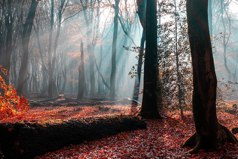 Speulderbos 2023 - 2 von Nuance Beeld