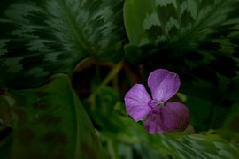 HIDDEN BEAUTY by SILENT STILLNESS