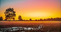 Sunrise over a heathland
