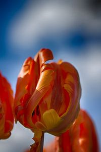 Oranje Tulpen 