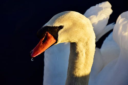 Schwan im Sonnenuntergang