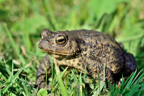 Bruine Pad (bufo bufo)