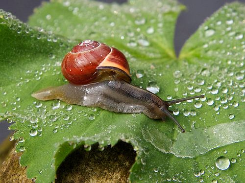 slak op blad met druppels