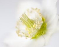 Verträumte Weihnachtsrose