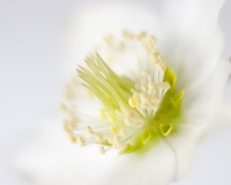 Verträumte Weihnachtsrose von Karin Bijpost