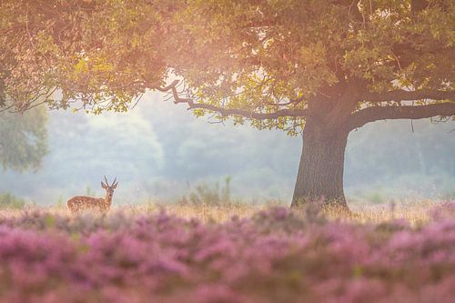 Reebok dans son habitat