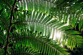 Giant fern