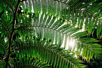 Giant fern by Peter Deschepper