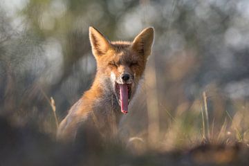 Yawn! by Jan-Willem Mantel