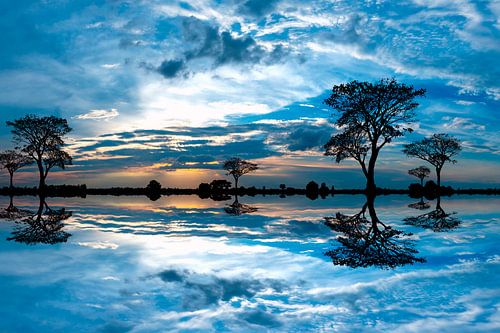 Acacias dans le Masai Mara au Kenya au lever du soleil