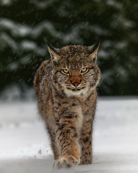 Meet the lynx, Michaela Firesova by 1x