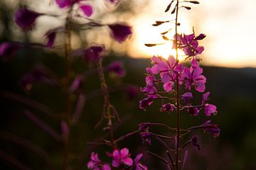 lupine veldbloemen met zonsondergang van Karijn | Fine art Natuur en Reis Fotografie