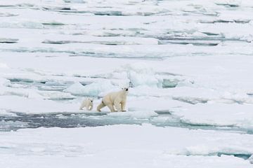 Ours polaire sur Rob Kempers