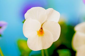 Weißes Violett in Farbspritzern von Ivonne Fuhren-van de Kerkhof